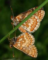 Euphydryas aurinia - Marsh Fritillary