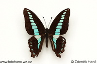 Graphium sarpedon connectens