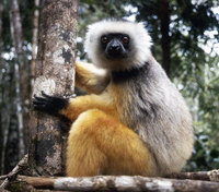 Diademed sifaka (Propithecus diadema)