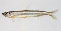 Hypomesus olidus, Pond smelt: fisheries