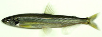 Hypomesus nipponensis, Japanese smelt: fisheries, aquaculture