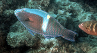 Scarus schlegeli, Yellowband parrotfish: fisheries, aquarium