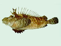 Inimicus japonicus, : aquaculture