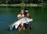 Tor mussullah, Humpback mahseer: gamefish