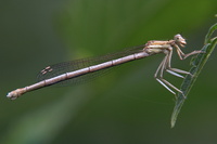 Platycnemis pennipes