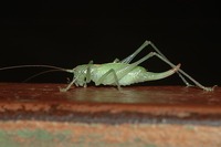 Meconema meridionale