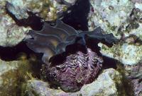 Tridacna gigas - Giant Clam