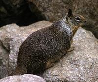 Image of: Spermophilus beecheyi (California ground squirrel)
