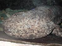 Andrias japonicus - Japanese Giant Salamander