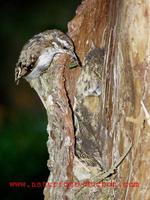 Certhia familiaris - Treecreeper