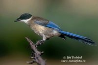 Cyanopica cooki - Iberian Azure-winged Magpie