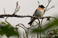 Fringilla montifringilla - Brambling