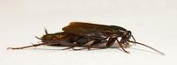 Image of: Blatta orientalis (black beetle and water bug)