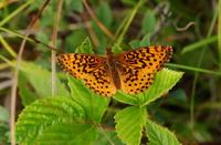 Image of: Boloria bellona (meadow fritillary)