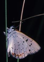 Image of: Lycaena helloides