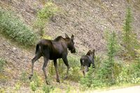 Alces alces americanus - Moose