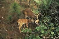 Odocoileus virginianus clavium