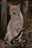 Lynx lynx lynx - European Lynx