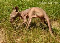 Macropus rufus - Red Kangaroo