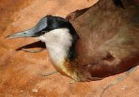 Image of: Actophilornis africanus (African jacana)