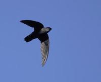 Image of: Chaetura pelagica (chimney swift)