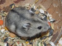 Phodopus sungorus - Dzhungarian Hamster