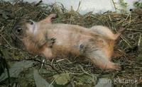 Cynomys ludovicianus - Black-tailed Prairian Dog