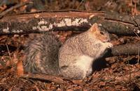 Sciurus niger - Eastern Fox Squirrel