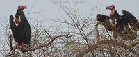 Image of: Sarcogyps calvus (red-headed vulture)