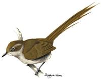 Image of: Schizoeaca griseomurina (mouse-coloured thistletail)