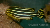 Plectorhinchus vittatus - Indian Ocean Oriental Sweetlips