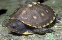 Image of: Terrapene carolina (box turtle)