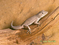 Cyrtopodion russowii