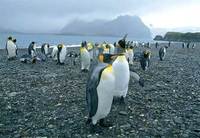 Photo: King penguins