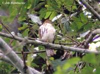 Sulawesi Goshawk - Accipiter griseiceps