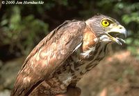 Besra - Accipiter virgatus