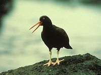 Black Oystercatcher - Haematopus bachmani