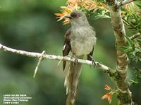 Long-tailed Sibia - Heterophasia picaoides