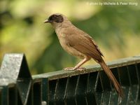 Masked Laughingthrush - Garrulax perspicillatus