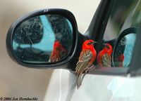 Madagascar Red Fody - Foudia madagascariensis