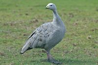 Cape Barren Goose