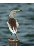 Indian Pond-Heron - Ardeola grayii