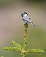 Mountain Chickadee (Poecile gambeli) photo