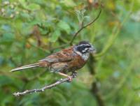 Siberian Meadow Bunting (Emberiza cioides) photo