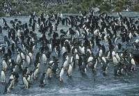 Macaroni Penguin (Eudyptes chrysolophus) photo