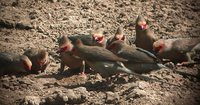 Red-faced Mousebird - Urocolius indicus