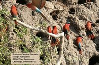 Southern Carmine Bee-eater - Merops nubicoides