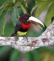 Ivory-billed Aracari - Pteroglossus azara