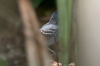 Black-headed Antbird - Percnostola rufifrons