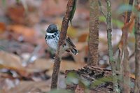 Spotted Antbird - Hylophylax naevioides